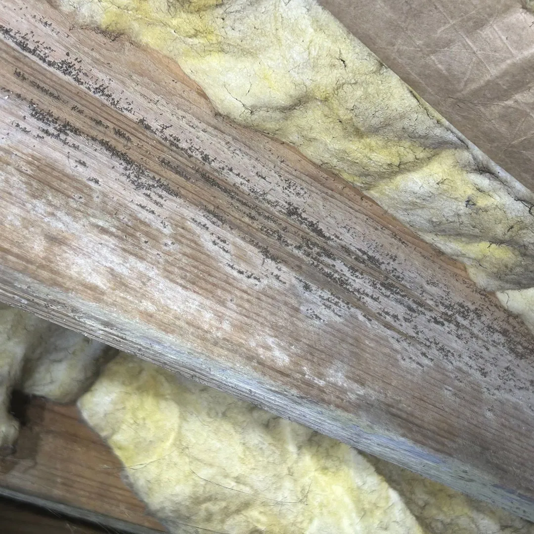 Floor joist in a crawlspace covered in white wood-decay fungus, before treatment