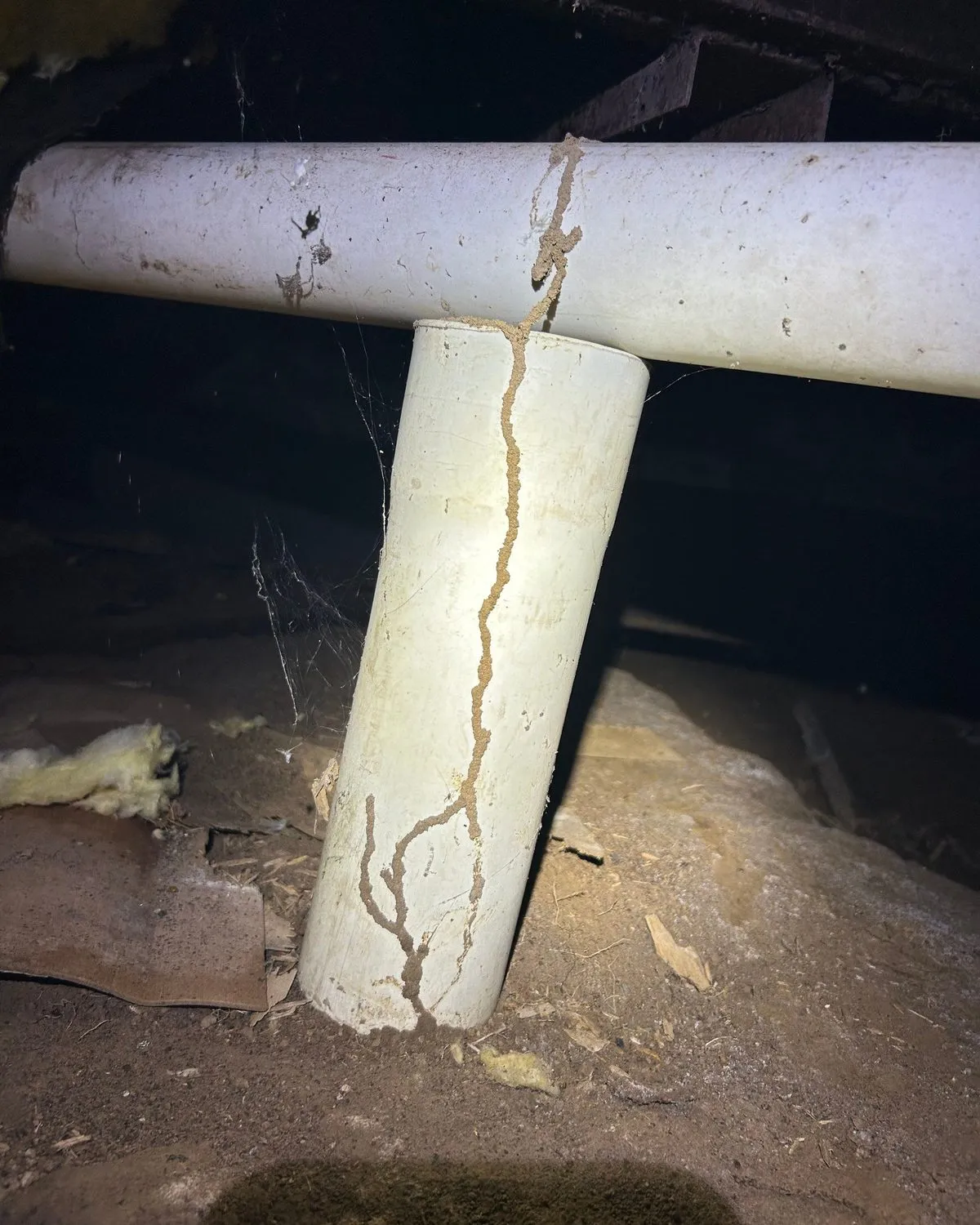 Mud tubes running up a white plastic pipe in a crawlspace