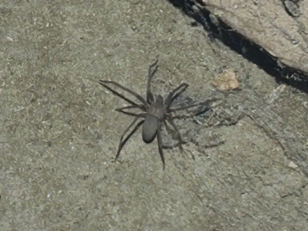 Brown recluse spider on a concrete surface